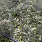 Sour Black Cherry Haze F2  by Speedrun