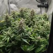 Papaya Cookies Auto