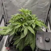 Papaya Cookies Auto