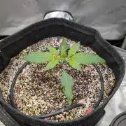 Papaya Cookies Auto
