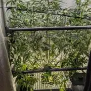 Sour Black Cherry Haze F2  by Speedrun
