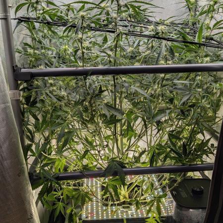 Sour Black Cherry Haze F2  by Speedrun