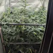 Sour Black Cherry Haze F2  by Speedrun