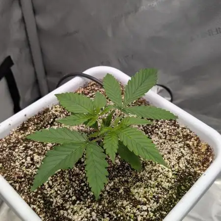 Sour Jealousy in an Autopot