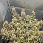 Sour Jealousy in an Autopot