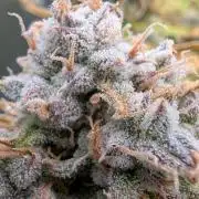 Sour Jealousy in an Autopot