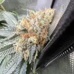 Divine Jelly - Organic Living Soil Grow