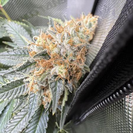 Divine Jelly - Organic Living Soil Grow