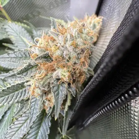 Divine Jelly - Organic Living Soil Grow
