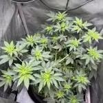 Divine Jelly - Organic Living Soil Grow