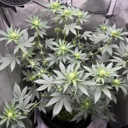 Divine Jelly - Organic Living Soil Grow