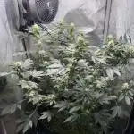 Divine Jelly - Organic Living Soil Grow