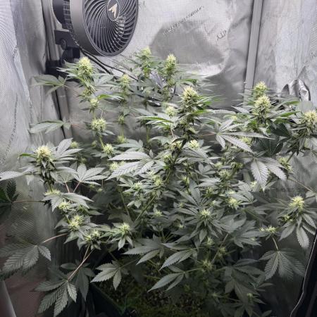 Divine Jelly - Organic Living Soil Grow