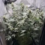 Divine Jelly - Organic Living Soil Grow