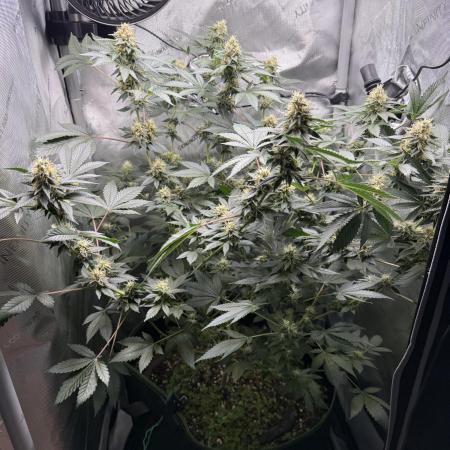 Divine Jelly - Organic Living Soil Grow