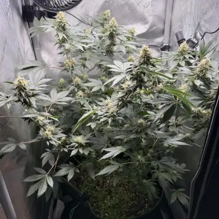 Divine Jelly - Organic Living Soil Grow