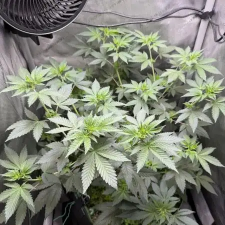 Divine Jelly - Organic Living Soil Grow