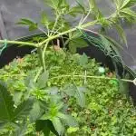 Divine Jelly - Organic Living Soil Grow