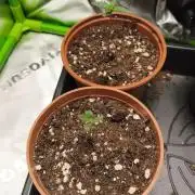CBD Auto 20:1