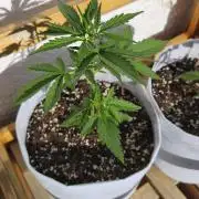 Creamzilla Auto
