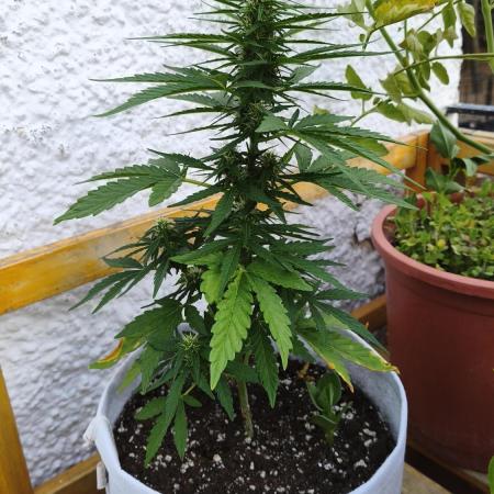 Medikit CBD Auto