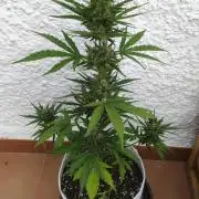 Creamzilla Auto
