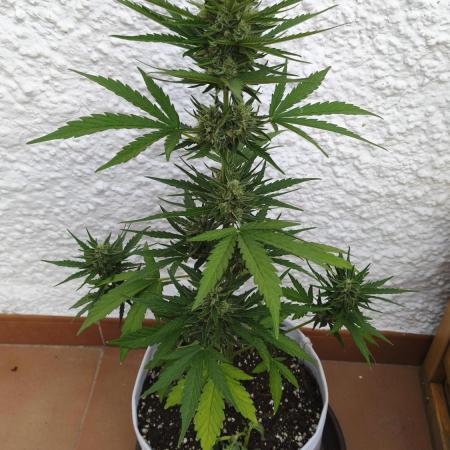 Creamzilla Auto