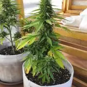 Medikit CBD Auto
