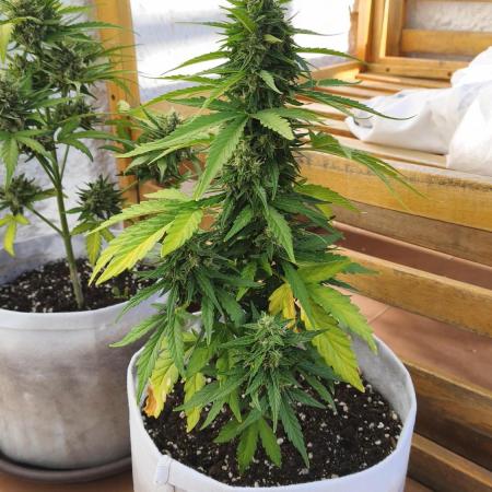 Medikit CBD Auto
