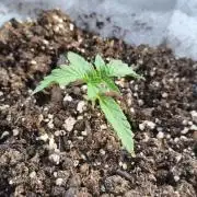 Medikit CBD Auto