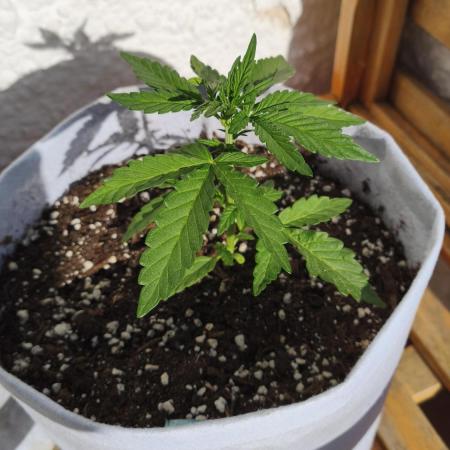 Medikit CBD Auto