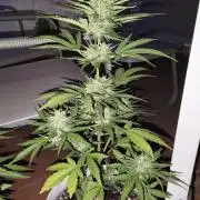 Creamzilla Auto