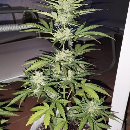Creamzilla Auto
