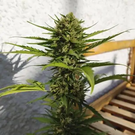 Creamzilla Auto