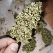 Creamzilla Auto