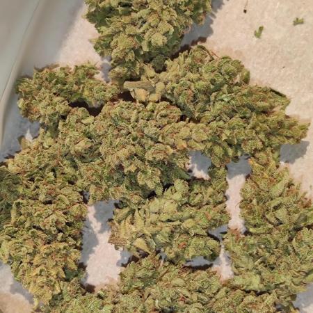 Auto Tutankhamon