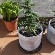 Medikit CBD Auto