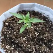 Creamzilla Auto