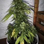 Medikit CBD Auto