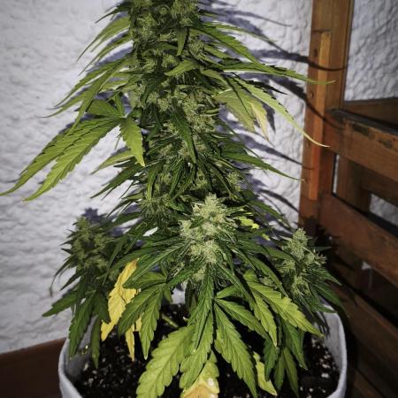 Medikit CBD Auto