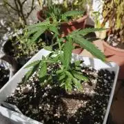 CBD Auto 20:1