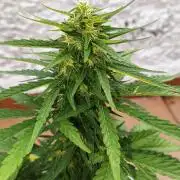 Medikit CBD Auto