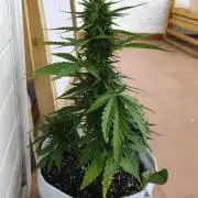 Medikit CBD Auto