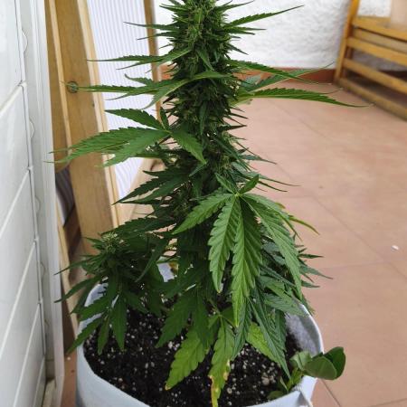 Medikit CBD Auto