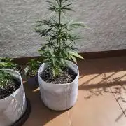 Creamzilla Auto