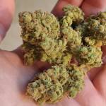 RQS Sweet Zkittlez x2