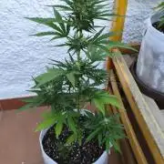 Creamzilla Auto
