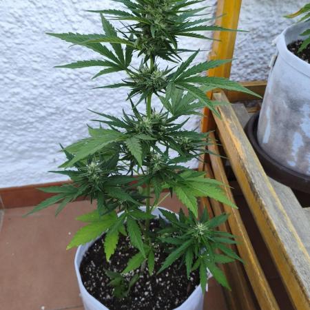 Creamzilla Auto