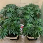 FF Mix pack fastbuds