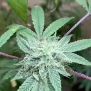 Super Lemon Haze # Seis Pés